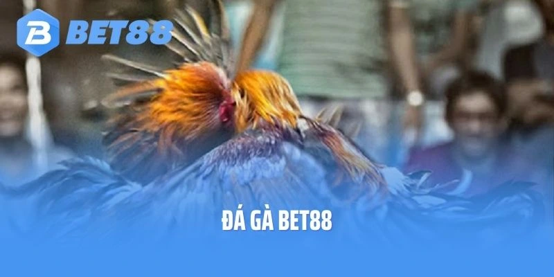 Đá Gà Bet88 - Đấu Trường Chọi Kê Đỉnh Chóp Năm 2025