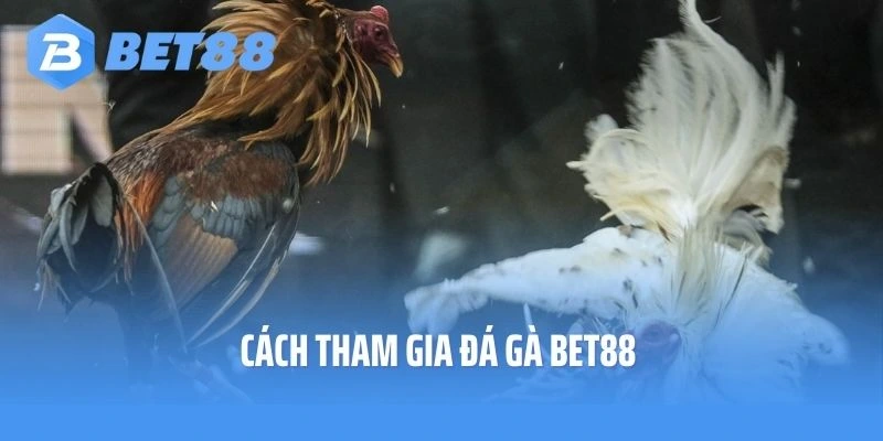 Người chơi có thể tham gia đá gà Bet88 bằng cách nào?