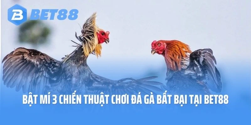 Bật mí 3 chiến thuật chơi đá gà bất bại tại Bet88