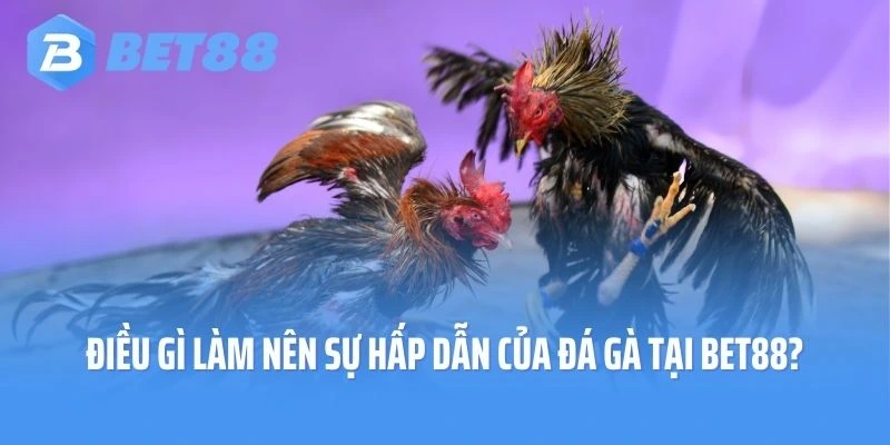 Điều gì làm nên sự hấp dẫn của đá gà tại Bet88?