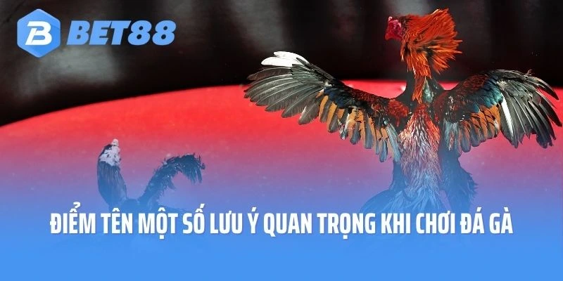 Điểm tên một số lưu ý quan trọng khi chơi đá gà