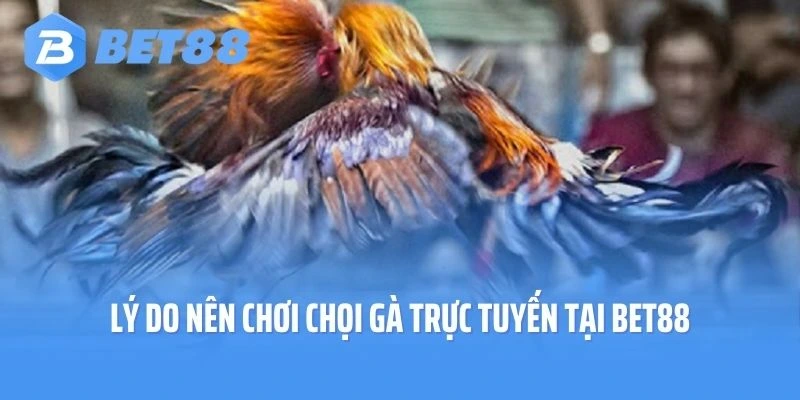 Lý do nên chơi chọi gà trực tuyến tại Bet88