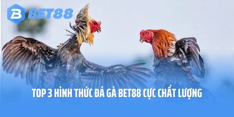 Top 3 hình thức đá gà Bet88 cực chất lượng